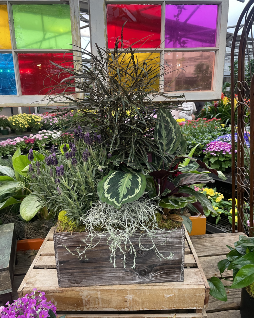 plantscape design WA (2)